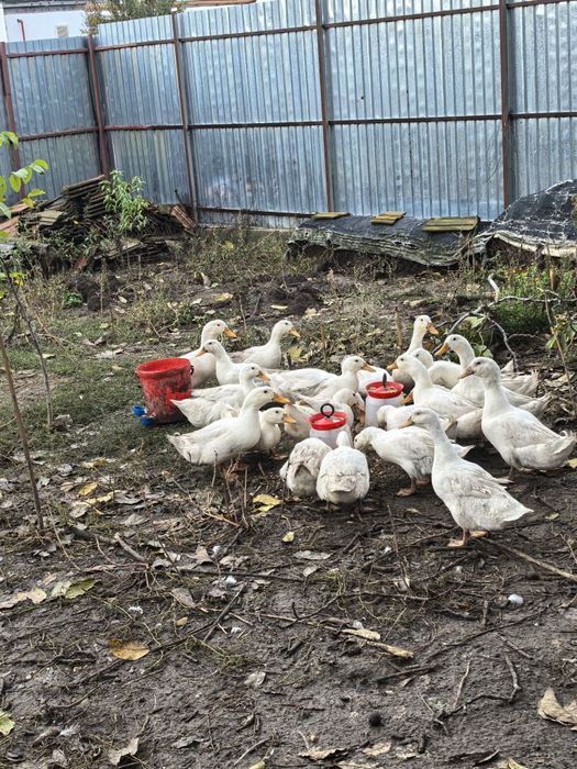 Rate pekin (tineret)