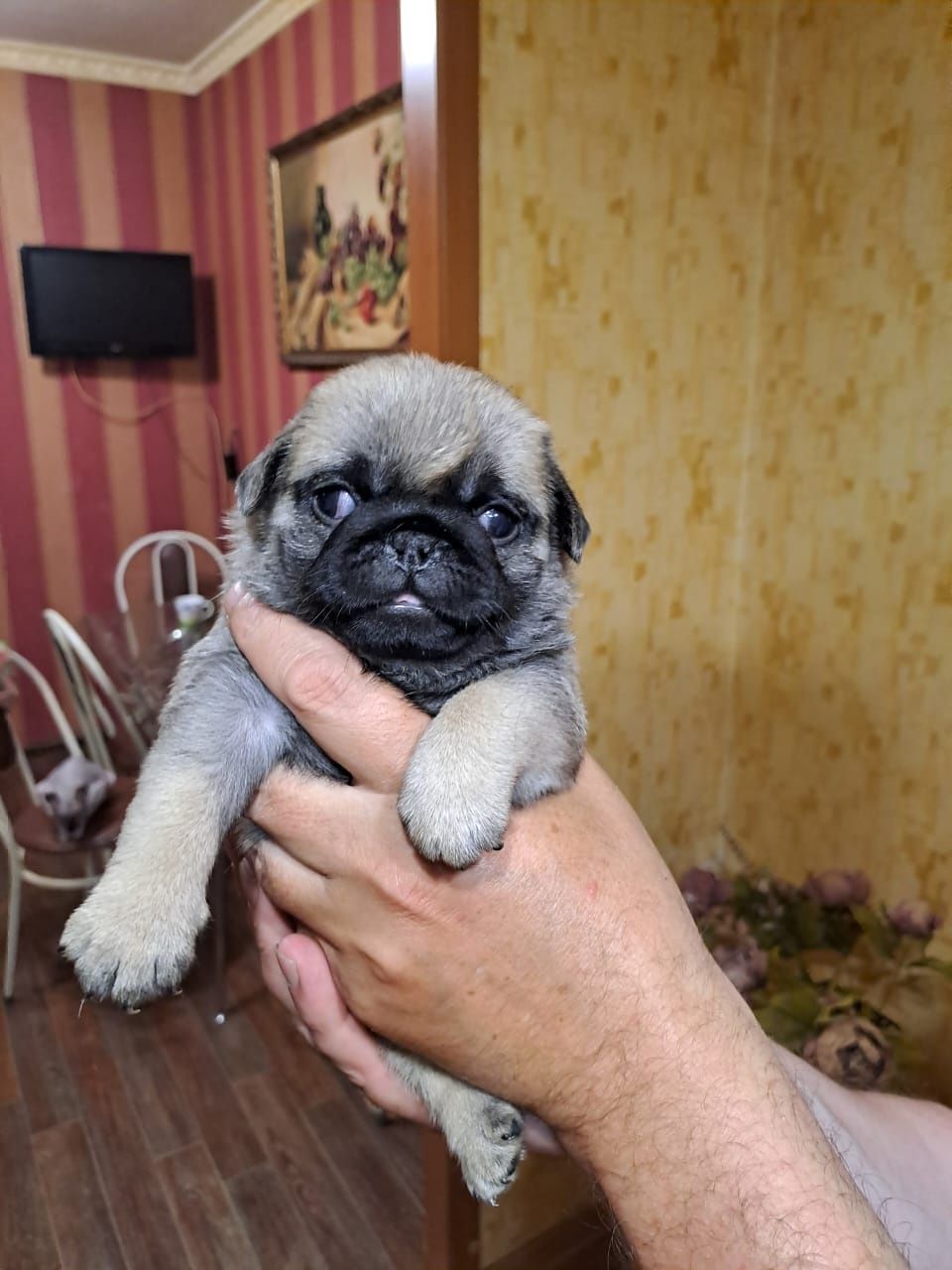 Продам щенков Мопса.