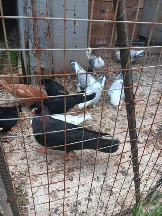 Млади сатинети..