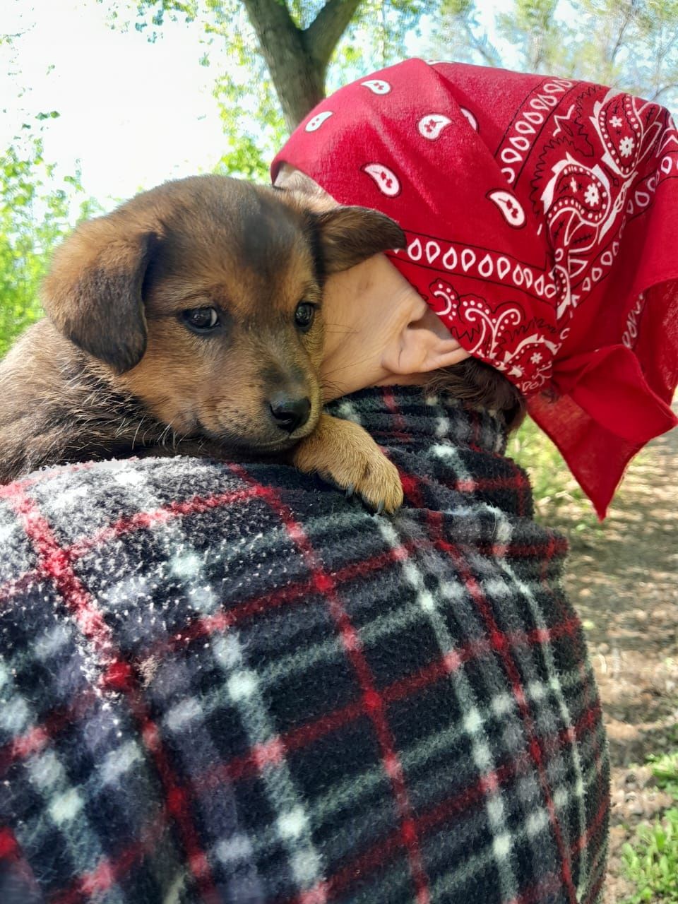 Щенки в добрые руки