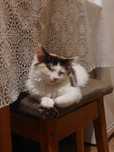 отдам даром  котенка / кошку