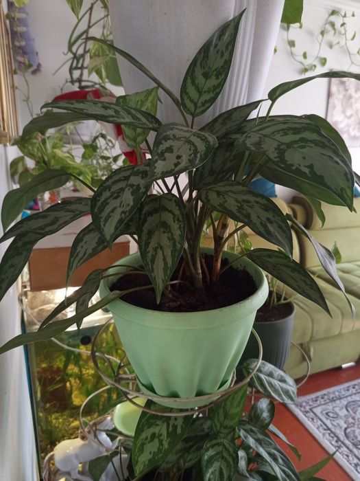 Аглонема, комнатное растение