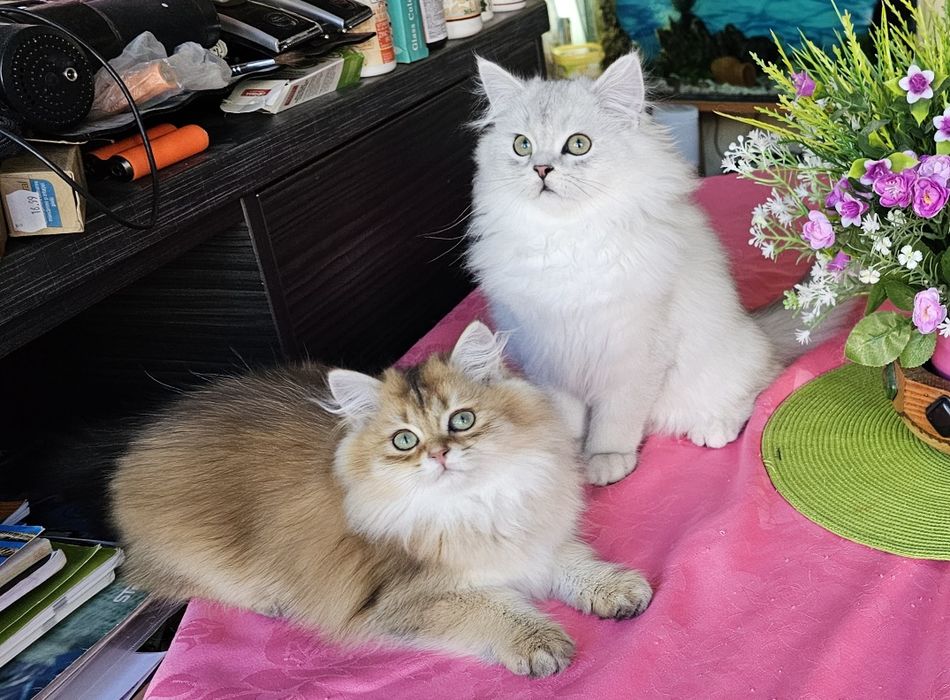 Дългокосмести котенца