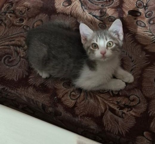 Котёнок , девочка