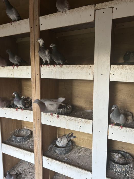 Vand porumbei voiajori