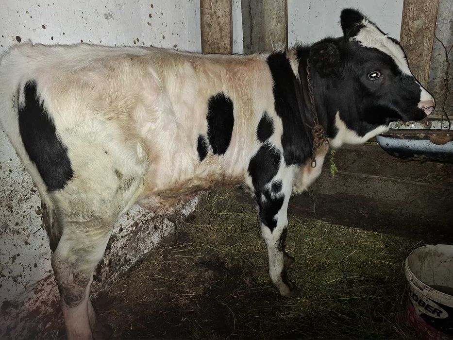 Vitel de vanzare in Dumitra