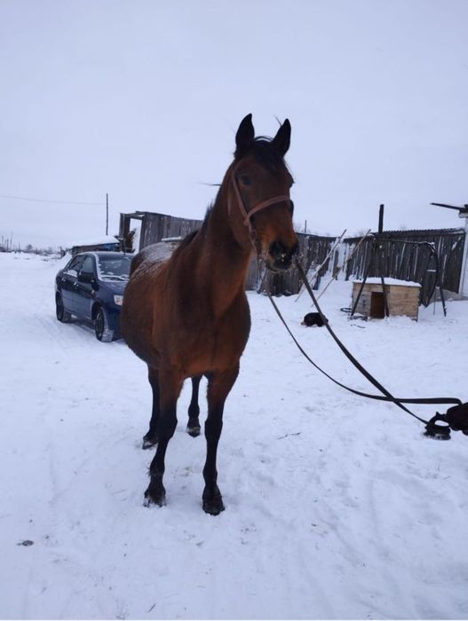 Продам    кобылу