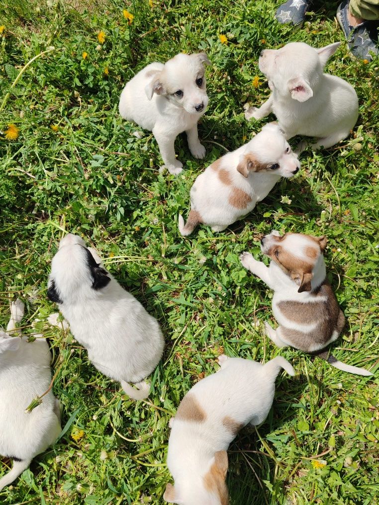 Cățeluși spre adopție!!