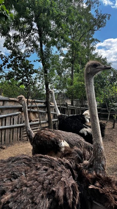 Vând familie struț