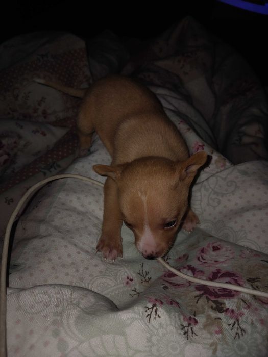 Чистокръвни мини пинчери