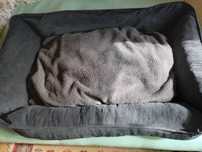 Vand urgent pat pentru catei