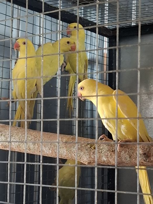 De la perusi la alexandrii mari