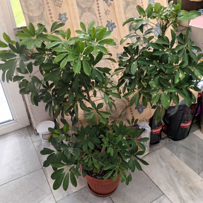 Шефлера 115см.-50лв