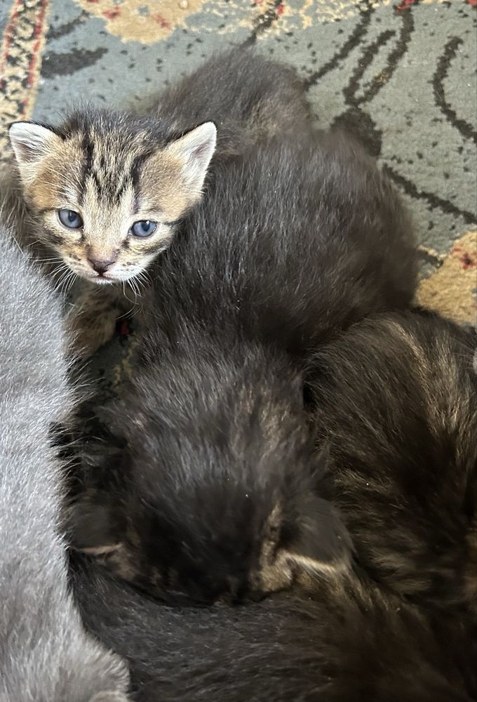 Котята ищут дом!