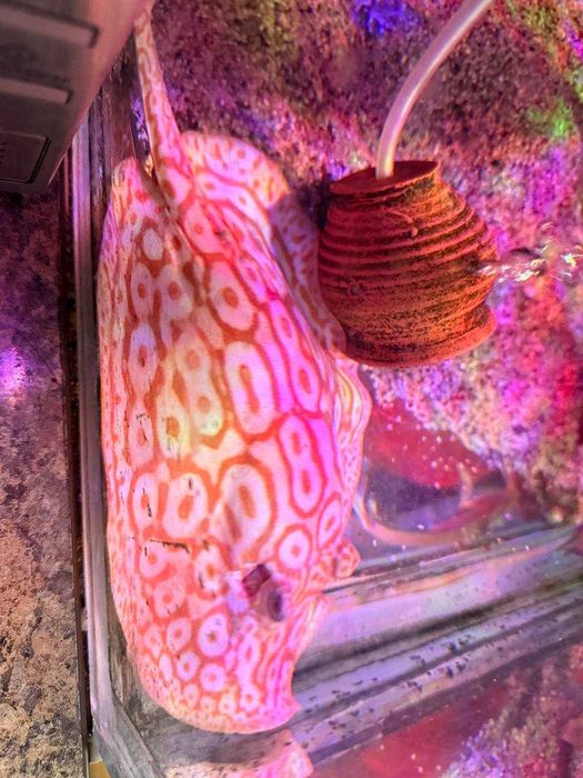 скат альбинос гибридный