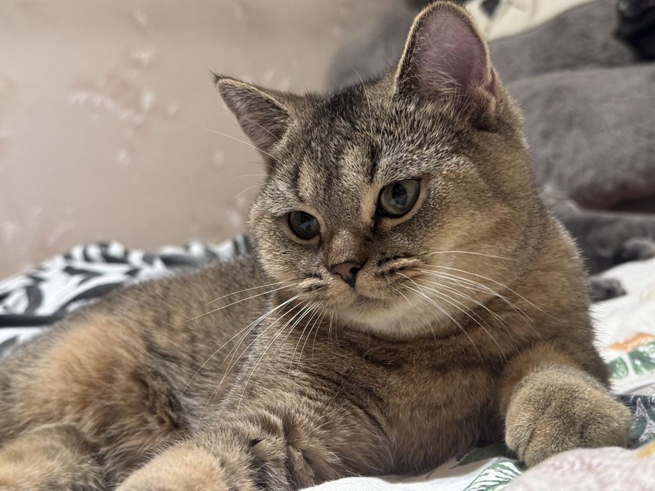 Котята скоттиш страйт скотиш страйд золотая шиншилла
