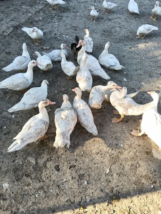 Vând rate mute și cocoși