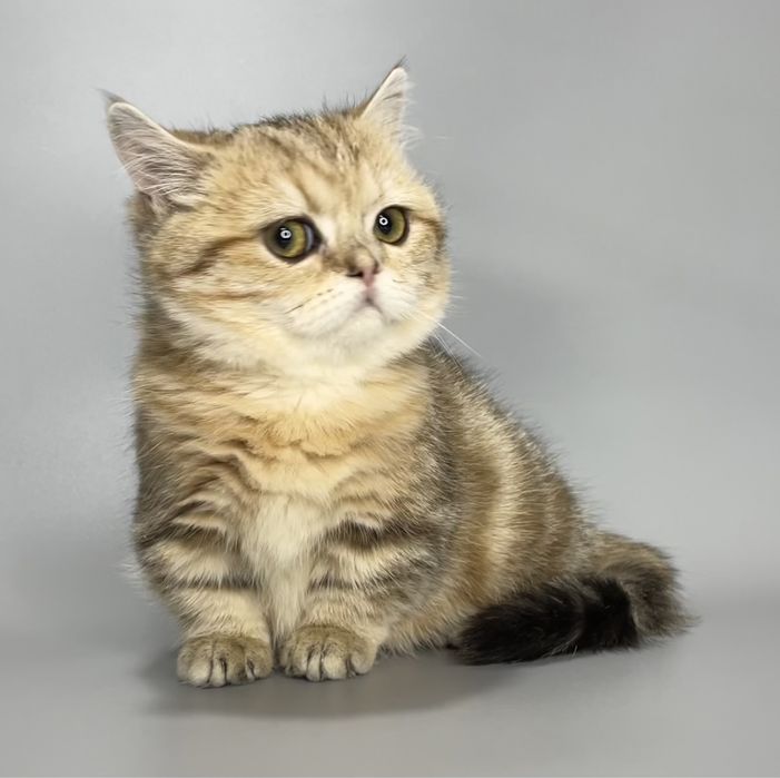 Продается манчкин,кошечка .