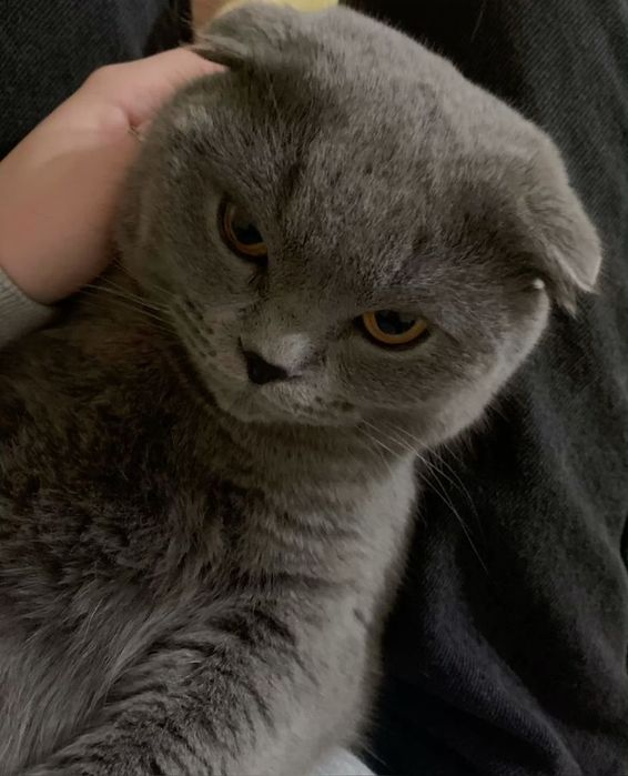 Продам Шотландская вислоухая