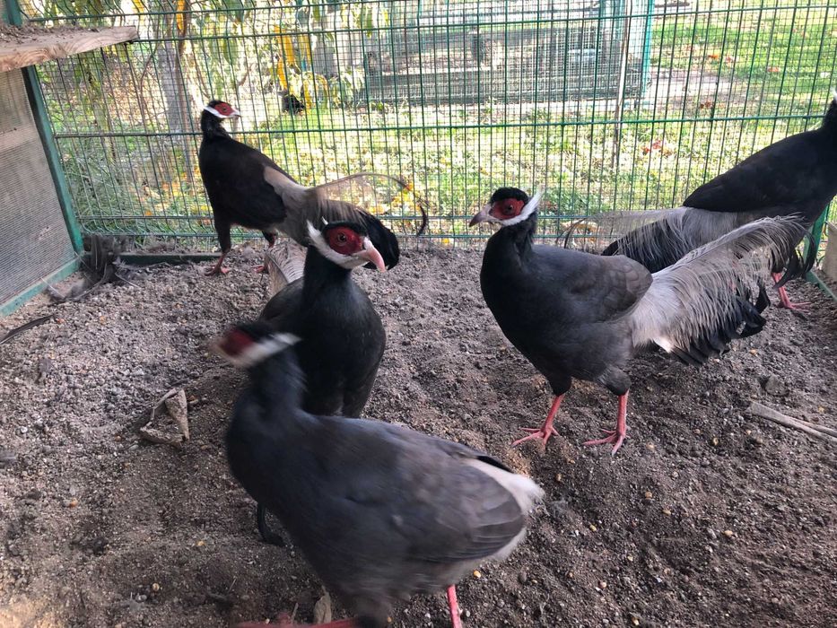 Vand fazan urecheat maro