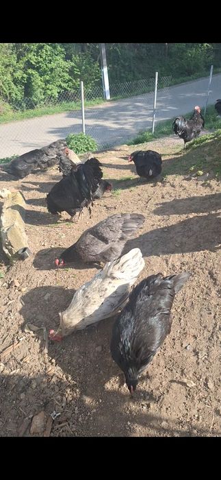 Vând australorp negru albastru splash