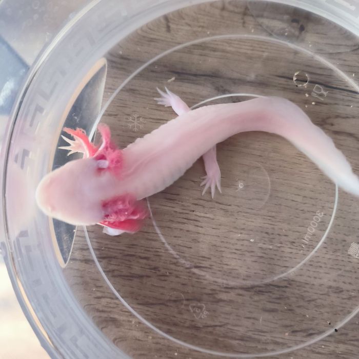 Продается Аксолотль