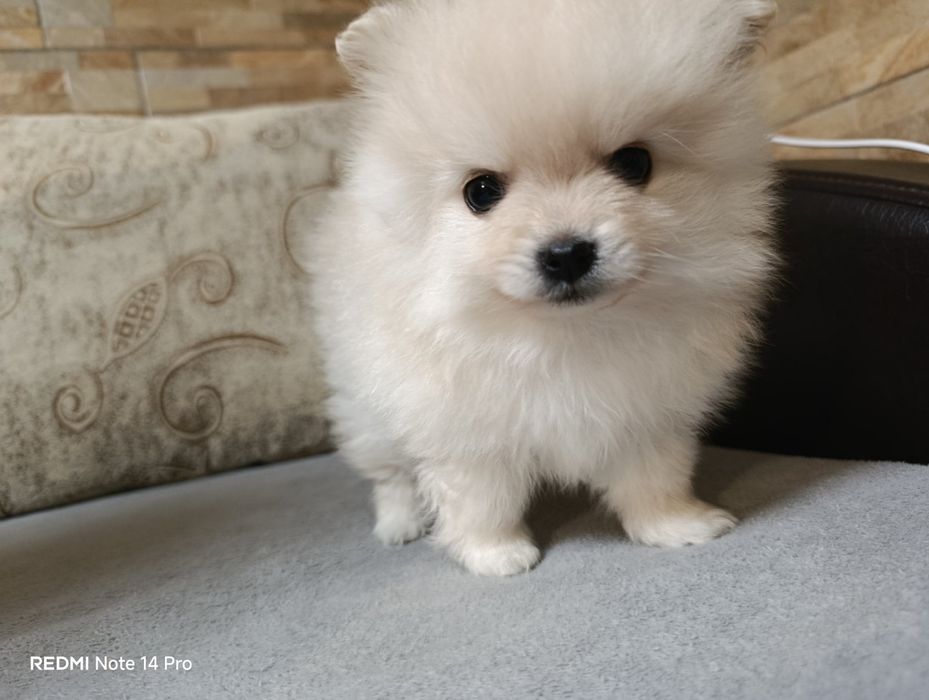 Продавам пумерани