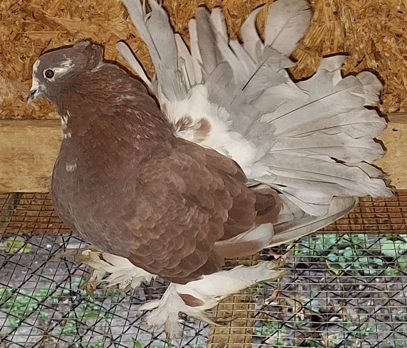 Voltat indian/Voltati indieni