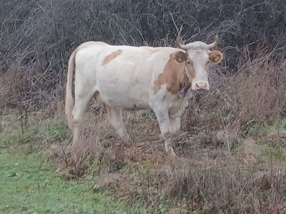 De  vanzare vaca cu vițel vaca tânără la prima  fătare și gistanta .