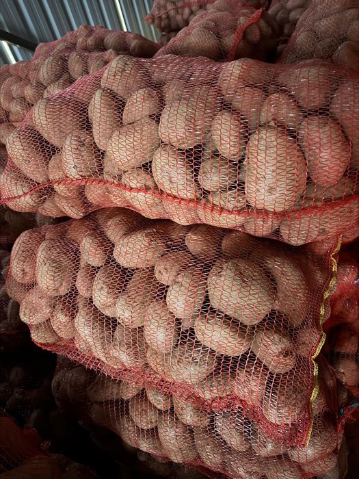 Cartofi rosii de consum