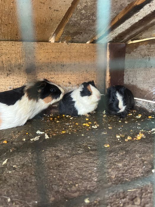 Porcușori de guineea