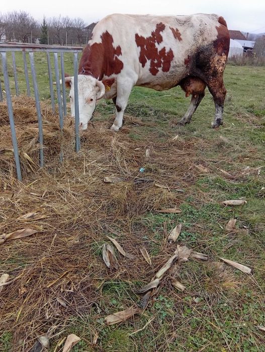 Vând vacă  bălțată românească gestanta ,vaca de talie mare