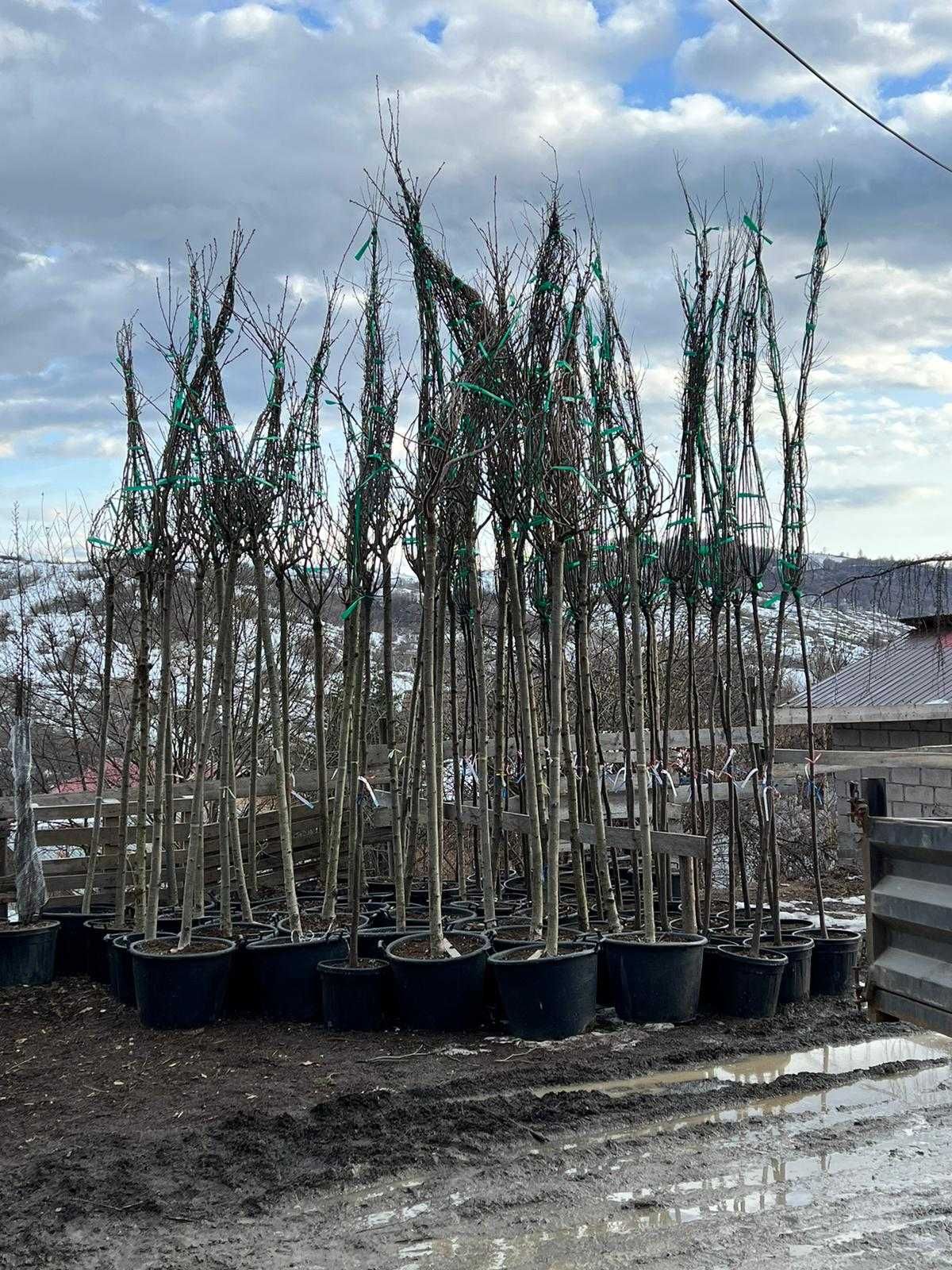 Tei Tilia , Mesteacan , Palmier Trachycarpus Fortunei Pin matasos