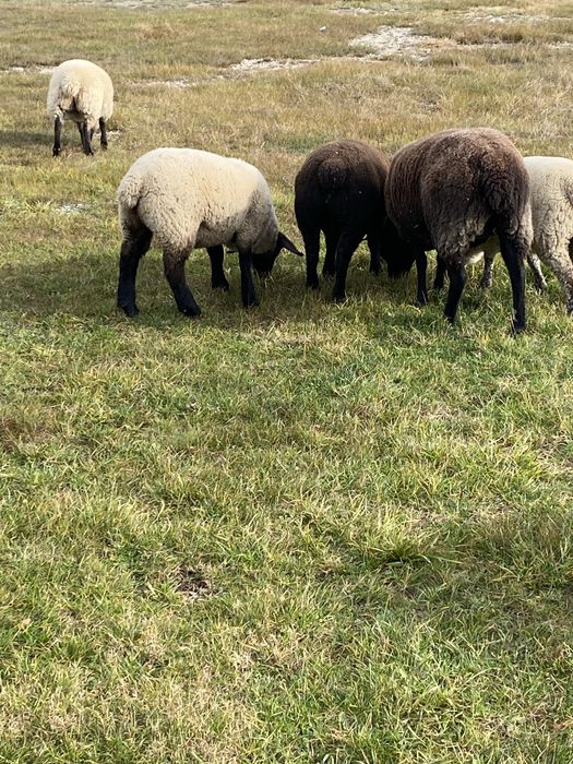 Mielute si oi de carne