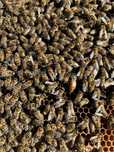 Matci buckfast si carnica 2025