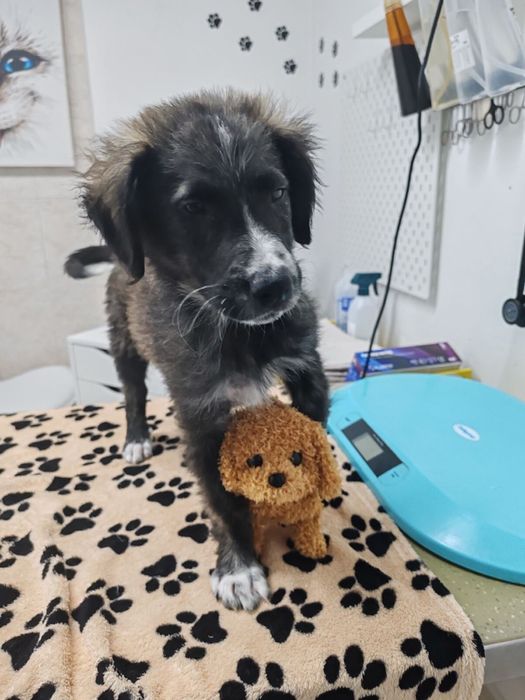 Мъжко кученце на 3 месеца, търси спешно дом или приемна грижа