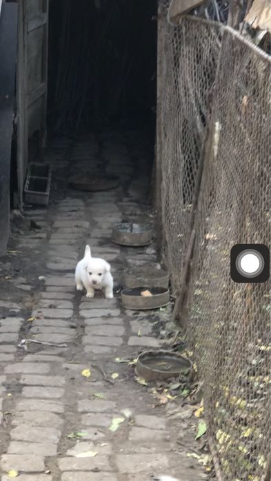 Donez pui metis ciobanesc mioritic