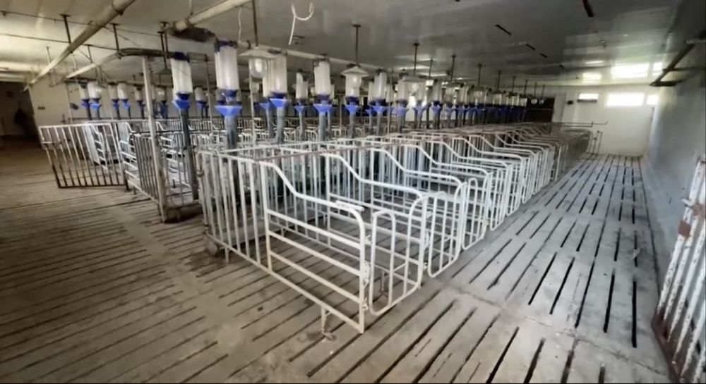 Vând fermă de porcine reproducție + FNC + teren 40.000 mp – Suceava