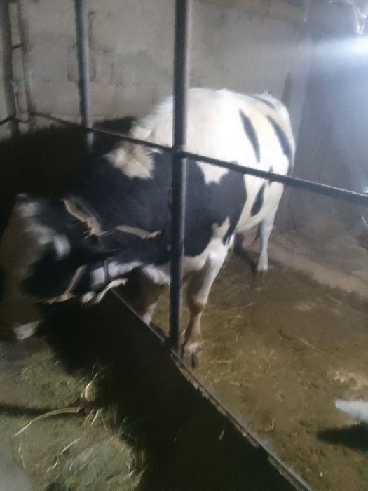 Kota galsh buqa tan joni sog hora mol