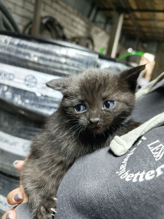 Котята даром срочно