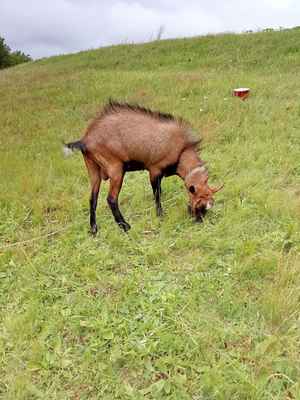 Vând țap original Alpin, 1 an varsta
