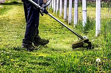 Toaletări pomi , tuns gard viu , curățat thuja