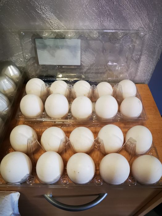 Яйца от Бял Легхорн