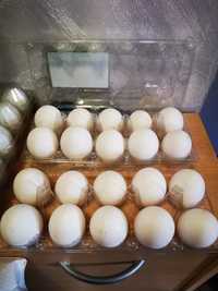 Оплодени яйца от  Бял Легхорн