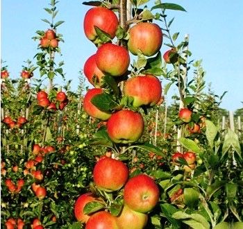 Pomi columnari pt spatii restranse