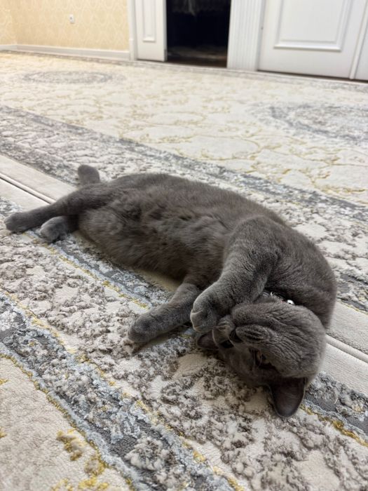 Кошка скоттиш страйт тоза зотдор мушук 1 ёш