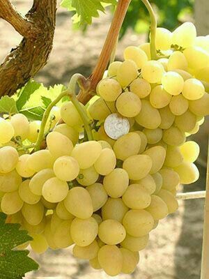 Vita de vie de masa farà samburi