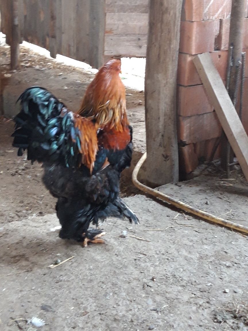 Pui brahma de vînzare rasă originală