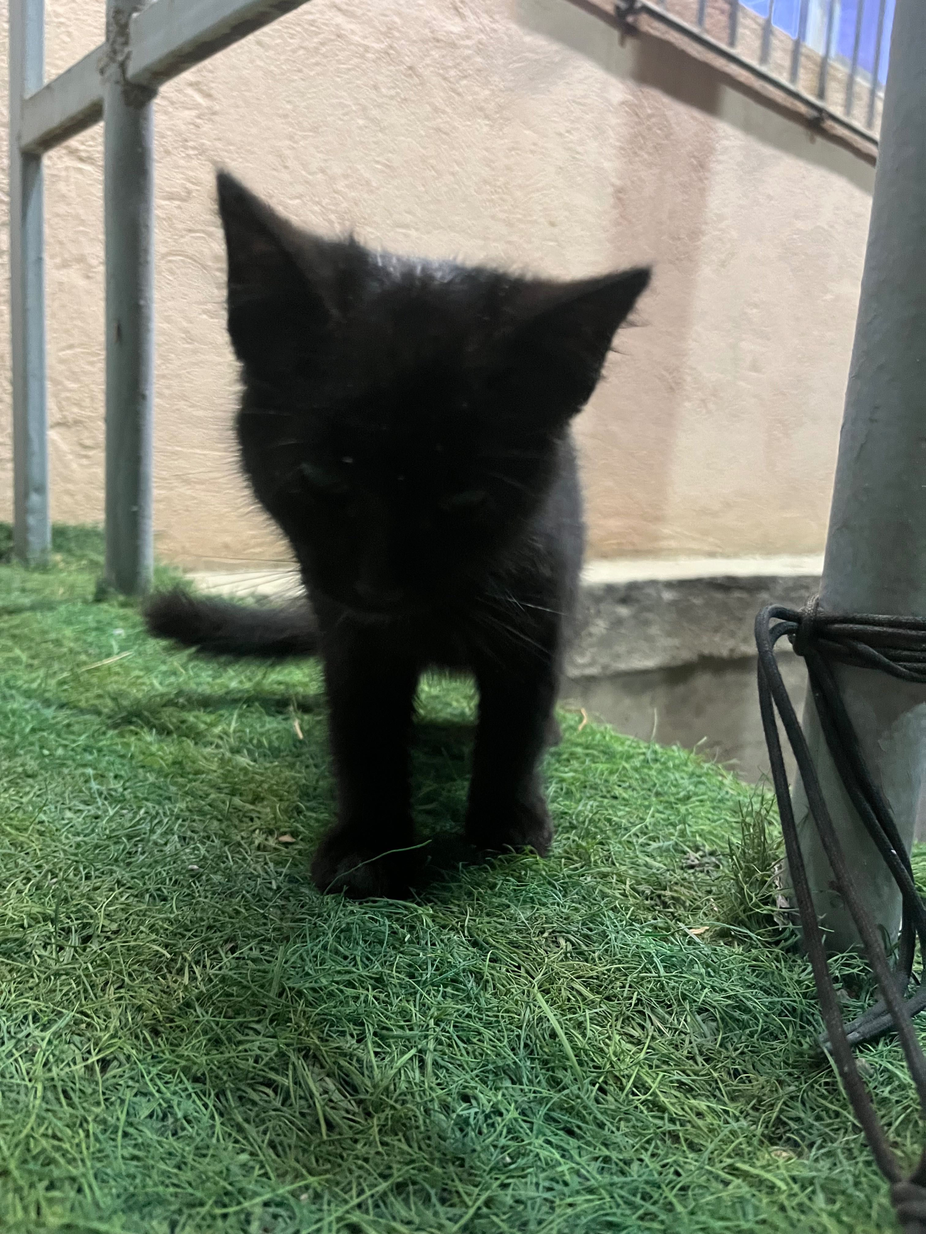Котенок бесплатно