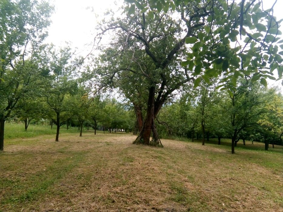 livada de pruni cu constructie in salaj